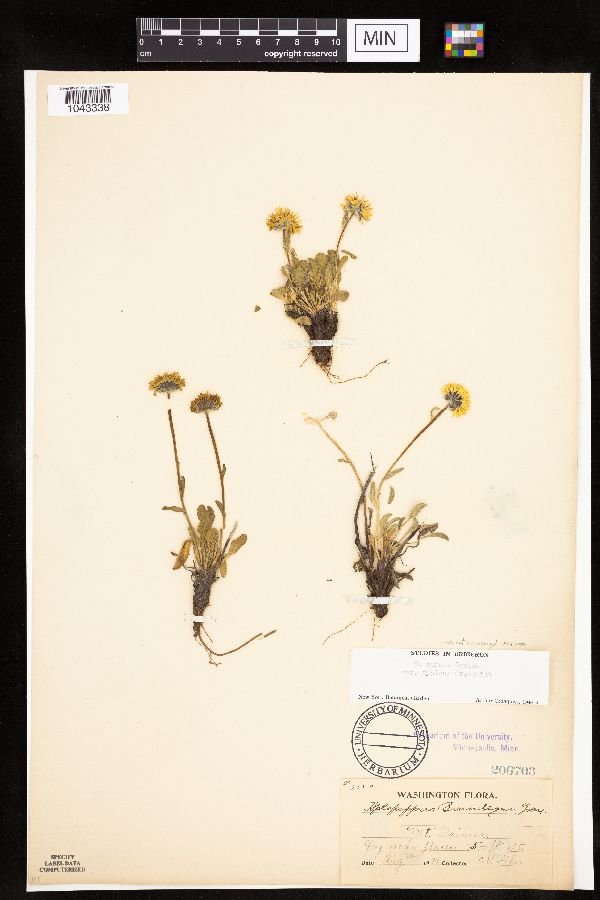 Erigeron aureus image