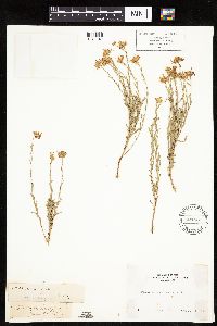 Image of Erigeron breweri