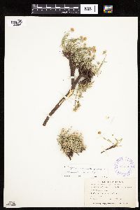 Image of Erigeron caespitosus