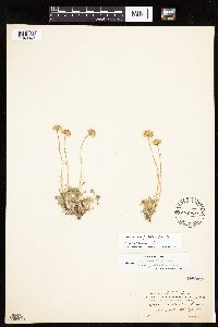 Image of Erigeron compositus