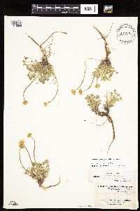 Erigeron compositus image