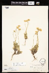 thumbnail image of current specimen