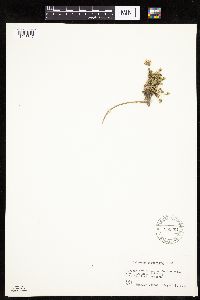 Erigeron compositus image