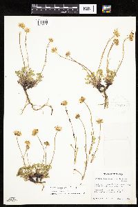 Erigeron compositus image