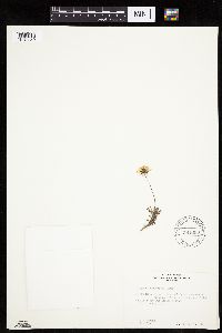 Erigeron compositus image