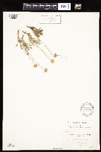 Erigeron compositus image