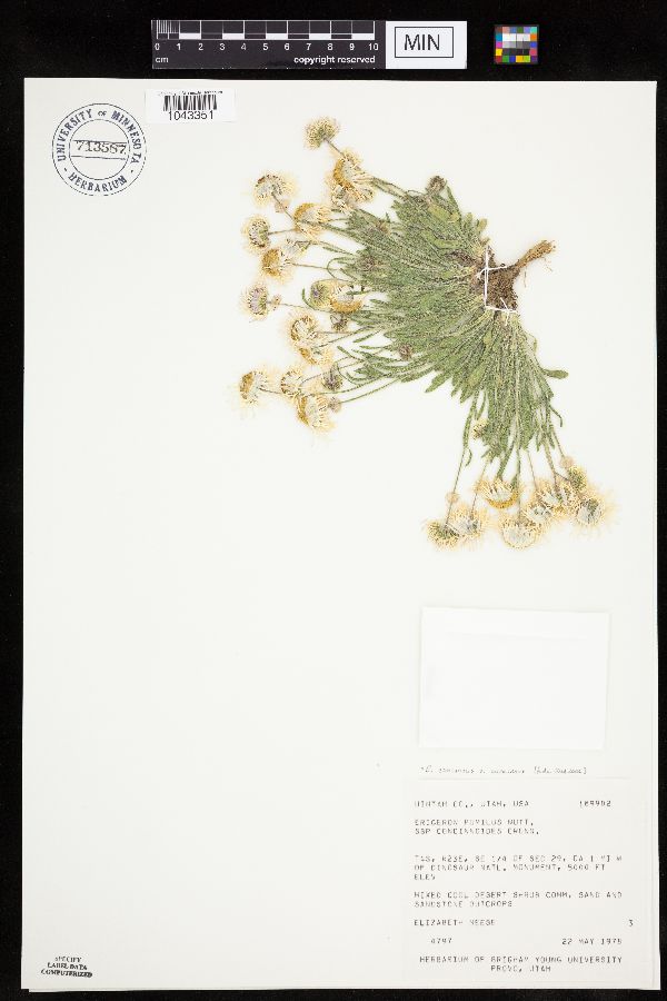 Erigeron concinnus var. conccinnus image