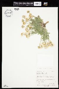 Erigeron concinnus image