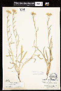 Image of Erigeron corymbosus