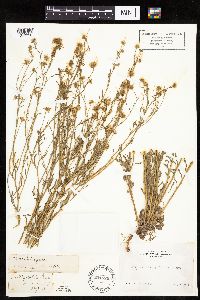 Erigeron divergens image