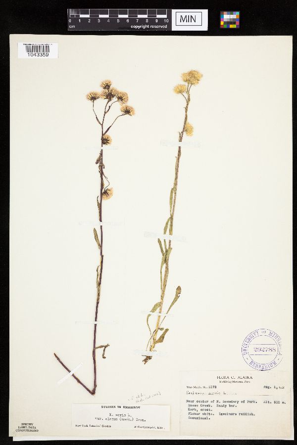 Erigeron elatus image