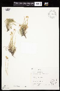 Image of Erigeron filifolius