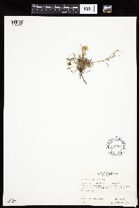 Image of Erigeron flagellaris