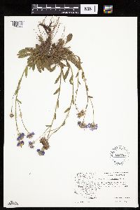 Image of Erigeron formosissimus