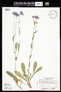 Erigeron glabellus var. pubescens image