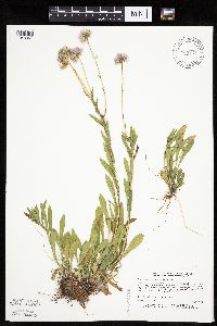 Erigeron glabellus var. pubescens image