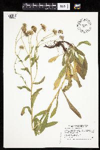 Erigeron glabellus var. pubescens image