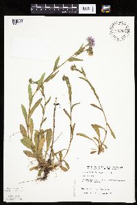 Erigeron glabellus var. pubescens image
