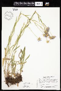 Erigeron glabellus var. pubescens image