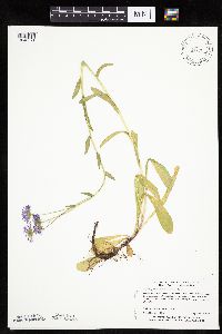 thumbnail image of current specimen