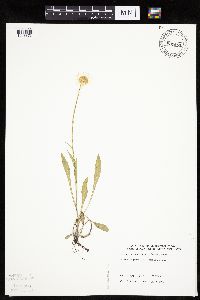 thumbnail image of current specimen
