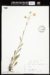 Erigeron glabellus var. pubescens image