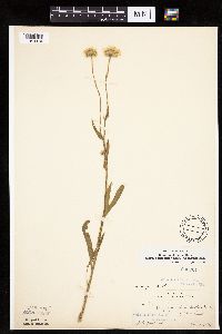 Erigeron glabellus var. pubescens image
