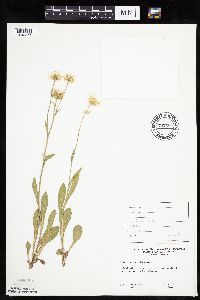 Erigeron glabellus var. pubescens image