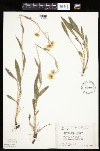 Erigeron glabellus var. pubescens image