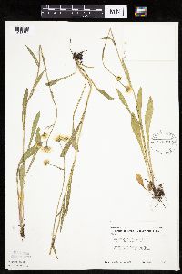 Erigeron glabellus var. pubescens image