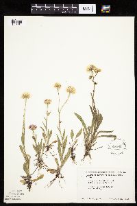 Erigeron glabellus var. pubescens image