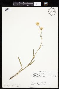 Erigeron glabellus var. pubescens image