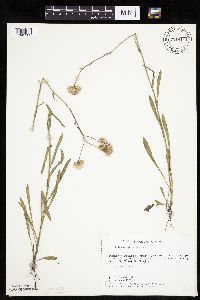 Erigeron glabellus var. pubescens image