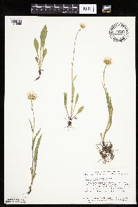 Erigeron glabellus var. pubescens image