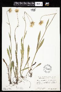 Erigeron glabellus var. pubescens image