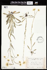 Erigeron glabellus var. pubescens image
