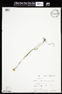 Erigeron glabellus var. pubescens image
