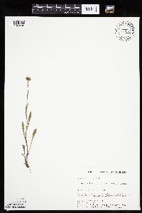 Erigeron glabellus var. pubescens image