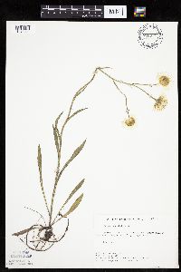 Erigeron glabellus var. pubescens image