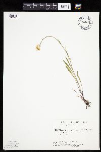 thumbnail image of current specimen