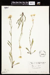 thumbnail image of current specimen