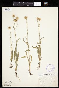 Erigeron glabellus var. pubescens image
