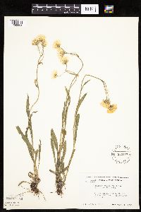 Erigeron glabellus var. pubescens image