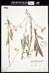 Thumbnail image of current specimen