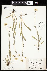 Erigeron glabellus var. pubescens image