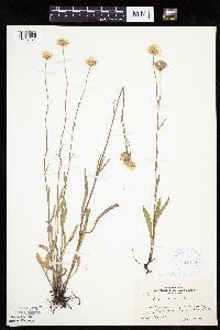 Erigeron glabellus var. pubescens image