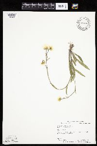 Erigeron glabellus var. pubescens image
