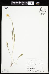 Erigeron glabellus var. pubescens image