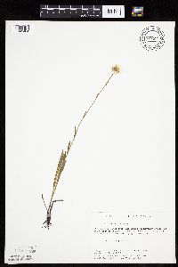 Erigeron glabellus var. pubescens image
