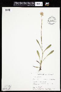 Erigeron glabellus var. pubescens image
